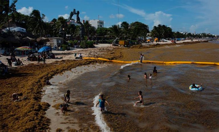 Laboratory Prototype Produces Biogas From Sargassum