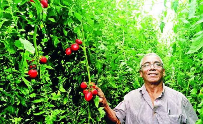 Almendra and his hydroponic tomatoes.