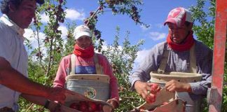 Apples are harvested in Chihuahua.