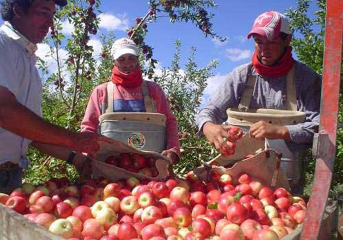 Apples are harvested in Chihuahua.