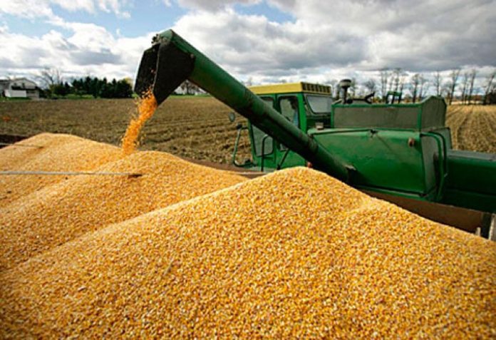 Mexico imported 14 million tonnes of corn last year from the US.