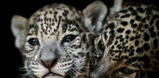 Jaguar cubs at a zoo in México state. The numbers of their wild counterparts are up.