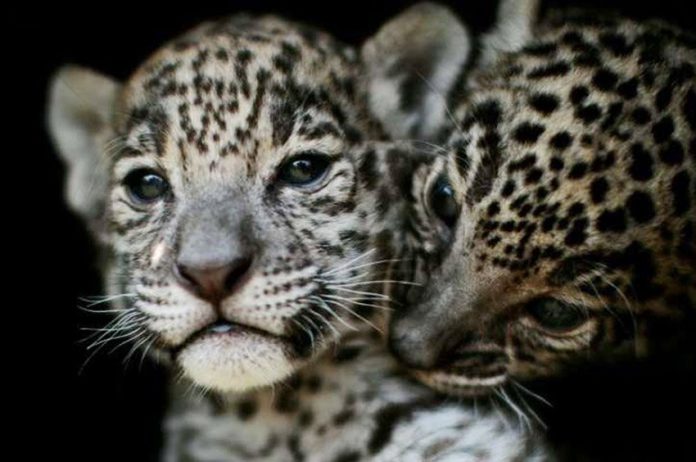 Jaguar cubs at a zoo in México state. The numbers of their wild counterparts are up.