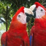 Scarlet macaws: more have been released in Veracruz.