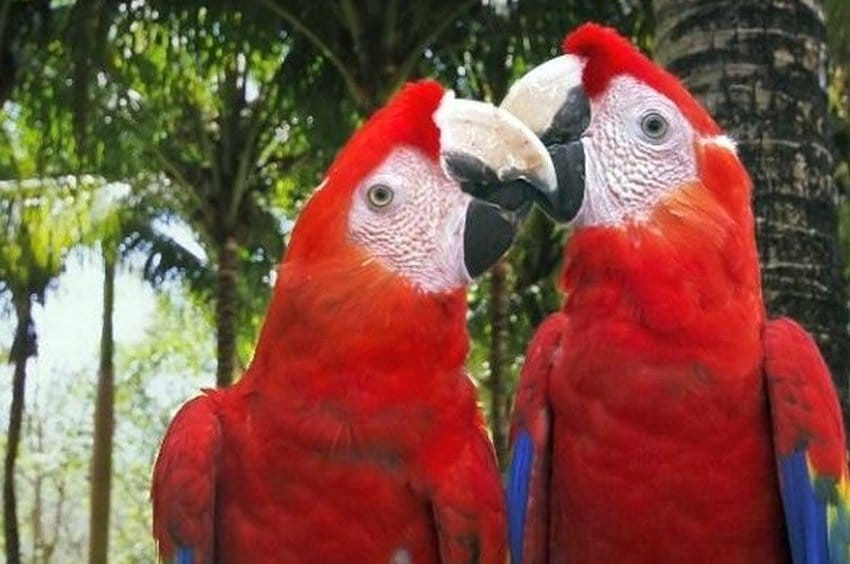 Macaw reintroduction program sees 27 birds released in Veracruz photo