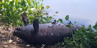 One of eight dead manatees in Tabasco.