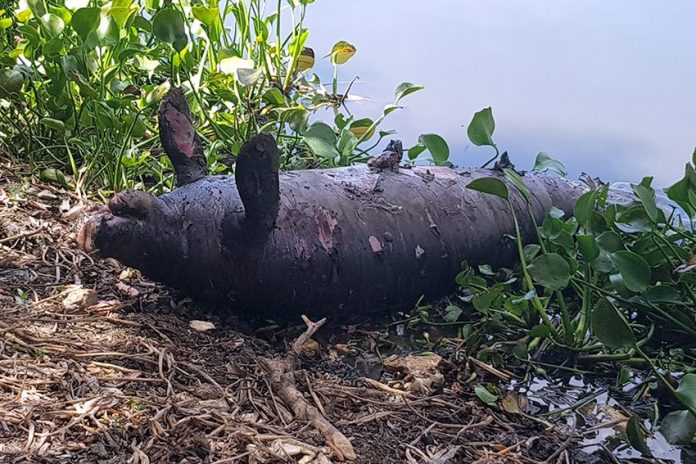 One of eight dead manatees in Tabasco.