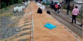 Wheat lines the tracks after yesterday's train robbery.