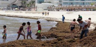 Sargassum clean-up in Quintana Roo.