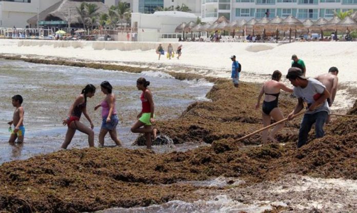 Sargassum clean-up in Quintana Roo.