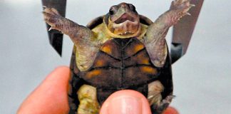 The mud turtle found only in Puerto Vallarta.