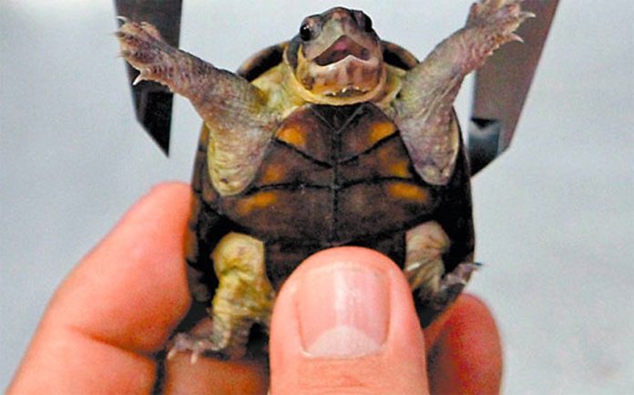 The mud turtle found only in Puerto Vallarta.