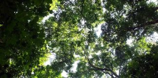 View of the canopy in Jalisco's maple forest.