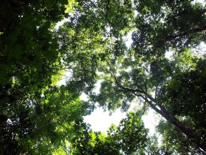 View of the canopy in Jalisco's maple forest.
