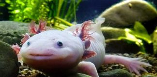Axolotl in Guadalajara’s Michín Aquarium