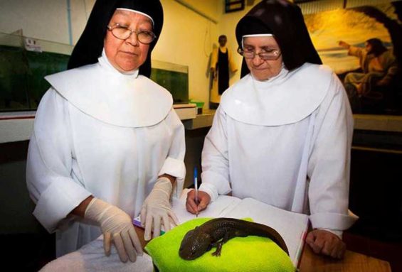 Michoacán nuns have world’s largest axolotl farm