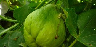 Chayote: another weapon in the fight against cancer.