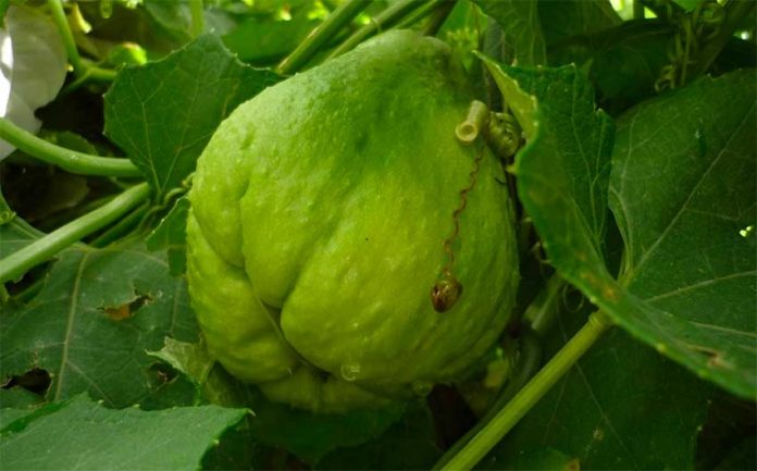 Chayote: another weapon in the fight against cancer.