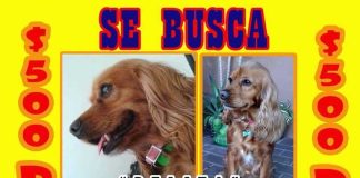 A Facebook post for one of the missing dogs.