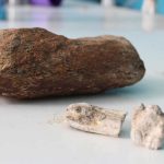 Bone fragments that were found in Oaxaca.