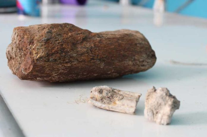 Bone fragments that were found in Oaxaca.