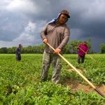 Mexican workers at a farm on a cloudy day