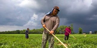 Mexican workers at a farm on a cloudy day