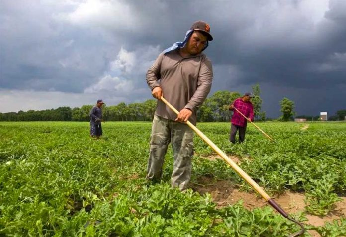 Mexican workers at a farm in Ontario, Canada