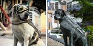 Rescue dog Frida, left, and her statue in Puebla.