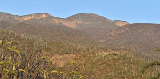 Tehuacan-Cuicatlán valley.