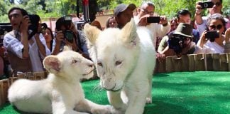 White lion twins meet the public at the Tlaxcala zoo.