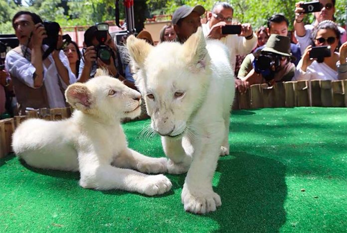 White lion twins meet the public at the Tlaxcala zoo.