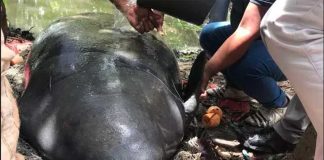Specialists examine a dead manatee in Tabasco.