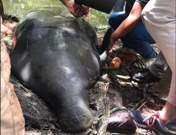 Specialists examine a dead manatee in Tabasco.