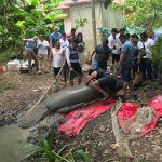 A manatee rescue plan is under way in Tabasco.