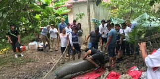 A manatee rescue plan is under way in Tabasco.