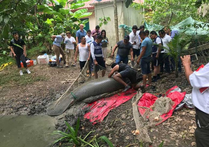 A manatee rescue plan is under way in Tabasco.