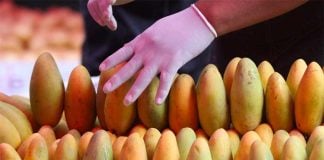 New plant will process thousands of tonnes of mangoes.