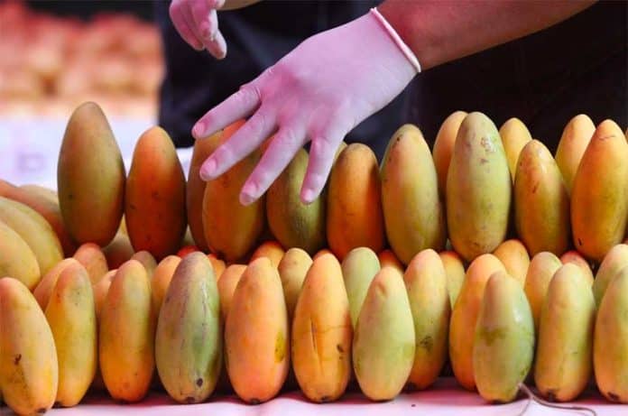 New plant will process thousands of tonnes of mangoes.