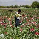 A poppy farmer tends his crop.