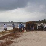 A truck is loaded with sargassum on a Quintana Roo beach.