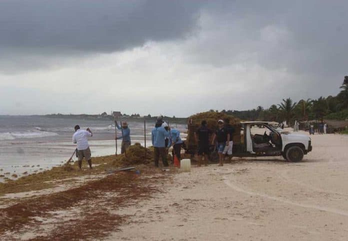A truck is loaded with sargassum on a Quintana Roo beach.