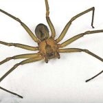 Violin spider blamed for child's bite.