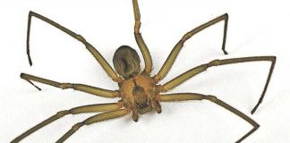 Violin spider blamed for child's bite.