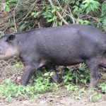 The tapir caught on video in Chiapas.