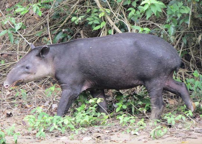 The tapir caught on video in Chiapas.