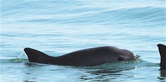 Vaquita porpoise: on the brink of extinction.