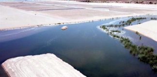 Artificial wetland in Sonora helps make up for what has been lost.