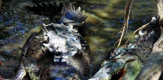 Loved by the locals, these may be the world’s happiest crocs