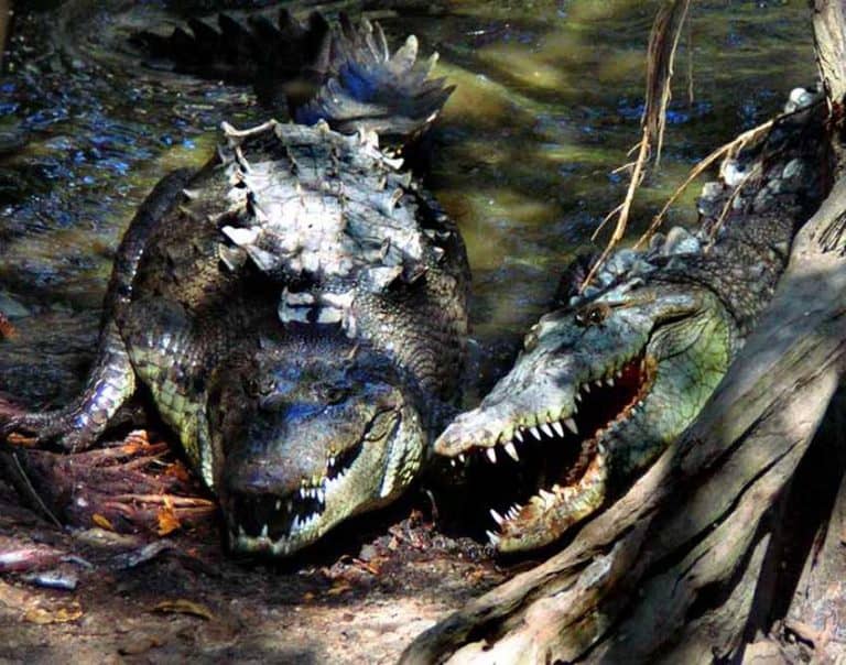 Crocodiles live the good life in Jalisco sanctuary, the biggest in Mexico Crocodiles live the good life in Jalisco sanctuary, the biggest in Mexico